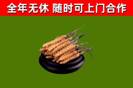 建邺区回收冬虫夏草
